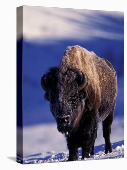 Bison in Yellowstone National Park, Wyoming, USA-Gavriel Jecan-Premier Image Canvas