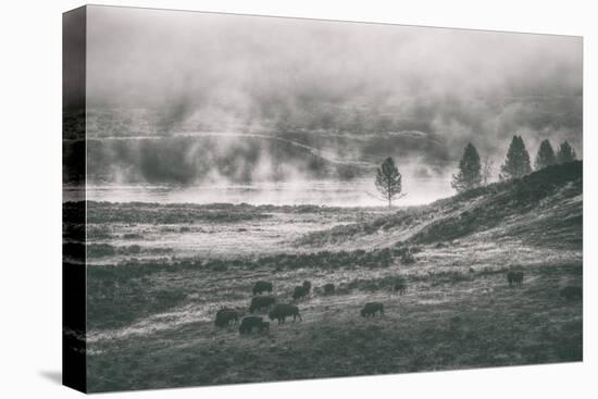 Bison Mist Landscape, Hayden Valley Yellowstone-Vincent James-Premier Image Canvas