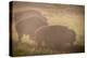 Bison Morning Mist Yellowstone-Steve Gadomski-Premier Image Canvas