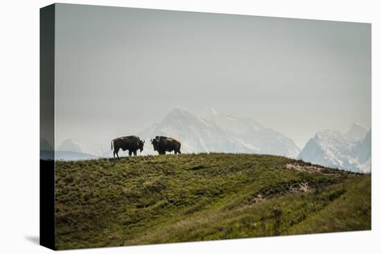 Bison on the National Bison Range, Montana-Steven Gnam-Premier Image Canvas