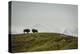 Bison on the National Bison Range, Montana-Steven Gnam-Premier Image Canvas