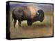 Bison Portrait II-Chris Vest-Stretched Canvas