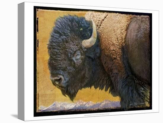Bison Portrait III-Chris Vest-Stretched Canvas