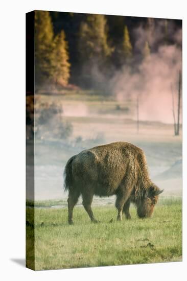 Bison Portrait-Vincent James-Premier Image Canvas