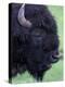 Bison Profile, Yellowstone National Park, Wyoming, USA-Jamie & Judy Wild-Premier Image Canvas