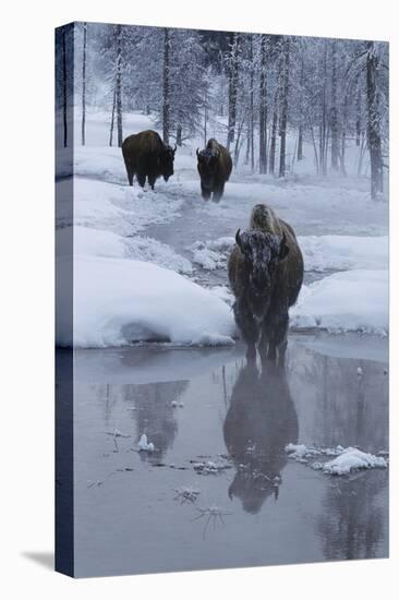 Bison Standing along a Stream in Winter-W. Perry Conway-Premier Image Canvas