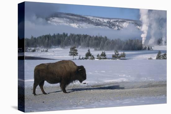 Bison Standing near Geysers in Winter-W^ Perry Conway-Premier Image Canvas