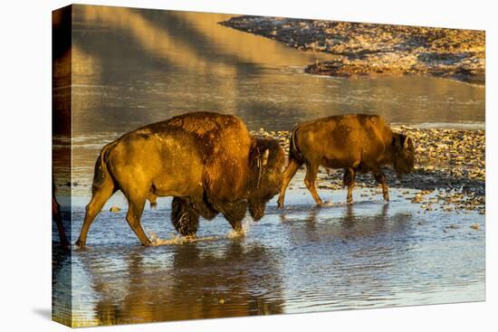 Bison Wildlife Crossing Little Missouri River, Theodore Roosevelt National Park, North Dakota, USA-Chuck Haney-Premier Image Canvas