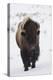 Bison winter bull.-Ken Archer-Premier Image Canvas