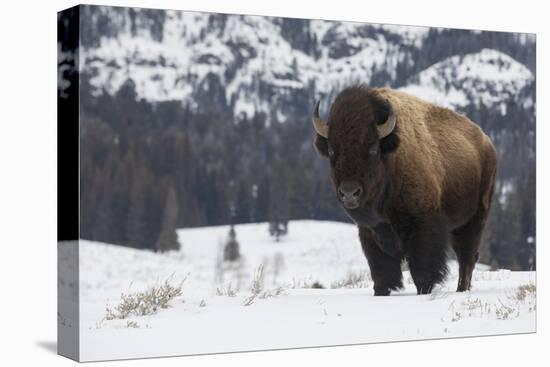 Bison winter bull.-Ken Archer-Premier Image Canvas