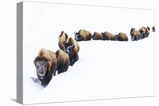 Bison, winter migration-Ken Archer-Premier Image Canvas