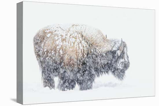 Bison, winter storm-Ken Archer-Premier Image Canvas