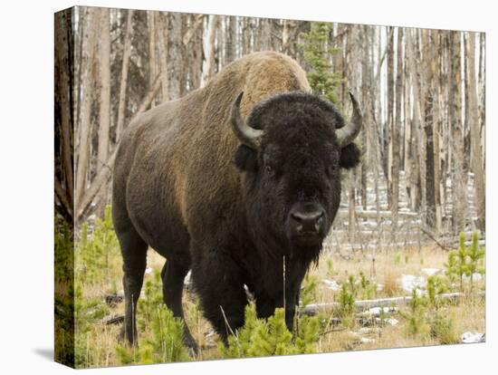 Bison, Yellowstone National Park, UNESCO World Heritage Site, Wyoming, USA-Pitamitz Sergio-Premier Image Canvas