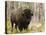 Bison, Yellowstone National Park, UNESCO World Heritage Site, Wyoming, USA-Pitamitz Sergio-Premier Image Canvas