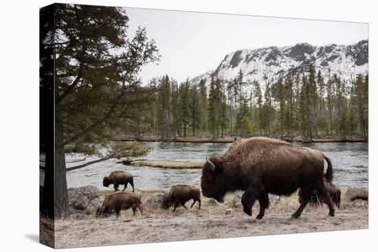 Bison, Yellowstone National Park, Wyoming-Paul Souders-Premier Image Canvas