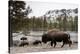 Bison, Yellowstone National Park, Wyoming-Paul Souders-Premier Image Canvas