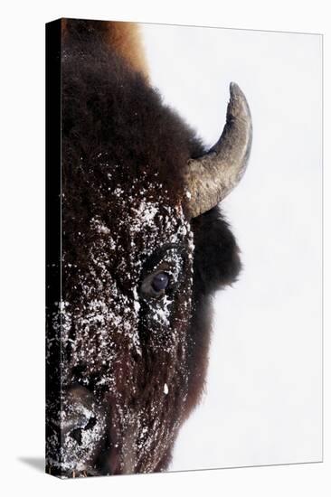 Bison-null-Premier Image Canvas