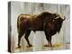 Bison-Sydney Edmunds-Premier Image Canvas