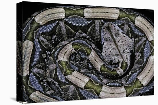 Bitis Gabonica (Gaboon Viper)-Paul Starosta-Premier Image Canvas