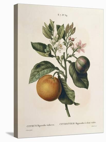 Bitter Orange (Citrus Aurantium) with Violet Fruit by Pierre Joseph Redoute (1759-1840)-null-Premier Image Canvas