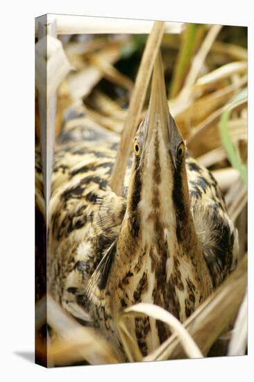 Bittern at Nest, in Reeds-null-Premier Image Canvas
