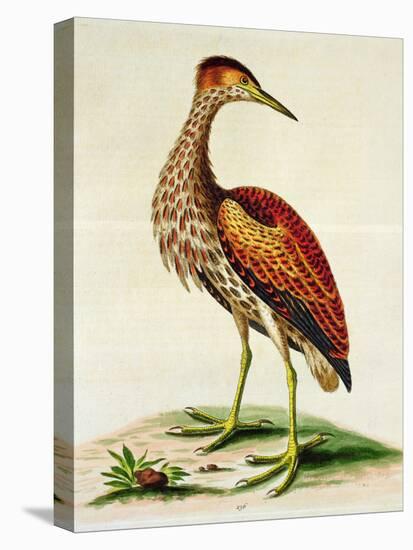 Bittern from Hudson's Bay, 1748 (Hand-Coloured Engraving)-George Edwards-Premier Image Canvas