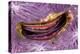 Bivalve Scallop (Pedum Spondyloideum) Inside A Coral Covered With Purple Sponge-Franco Banfi-Premier Image Canvas