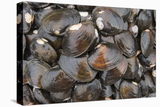 Bivalves for Sale (Kai), Suva Sea Food Market, Suva, Viti Levu, Fiji-Pete Oxford-Premier Image Canvas