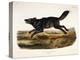 Black American Wolf, Male, 1845-John Woodhouse Audubon-Premier Image Canvas