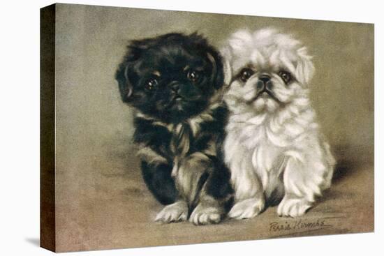 Black and a White Pekingese Puppy Sit Close Together-P. Kirmse-Stretched Canvas