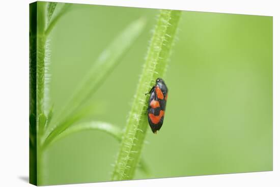 black-and-red froghopper, Cercopis vulnerata, grass, sidewise, climb-David & Micha Sheldon-Stretched Canvas