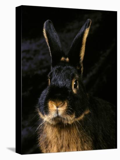 Black and Tan Domestic Rabbit-Adriano Bacchella-Premier Image Canvas