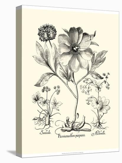 Black and White Besler Peony II-Besler Basilius-Stretched Canvas