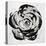 Black and White Bloom I-Sydney Edmunds-Premier Image Canvas