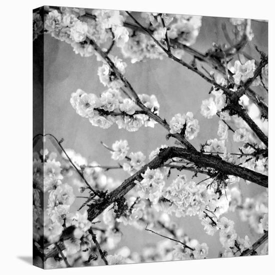 Black and White Blossoms II-Susan Bryant-Premier Image Canvas