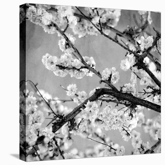 Black and White Blossoms II-Susan Bryant-Stretched Canvas