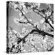 Black and White Blossoms II-Susan Bryant-Stretched Canvas