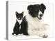 Black-And-White Border Collie Bitch, with Black-And-White Tuxedo Kitten, 10 Weeks-Mark Taylor-Premier Image Canvas