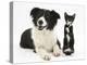 Black-And-White Border Collie Bitch, with Black-And-White Tuxedo Kitten, 10 Weeks-Mark Taylor-Premier Image Canvas