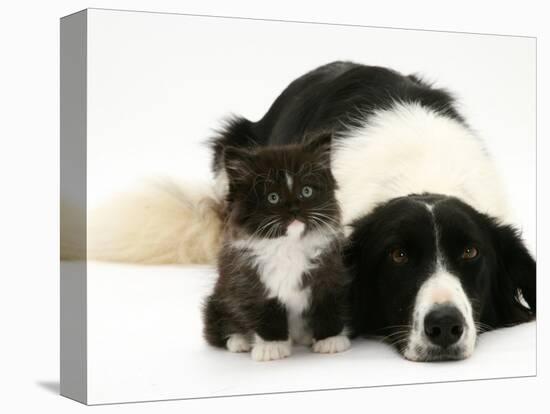 Black-And-White Border Collie Lying Chin on Floor with Black-And-White Kitten-Jane Burton-Premier Image Canvas