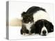 Black-And-White Border Collie Lying Chin on Floor with Black-And-White Kitten-Jane Burton-Premier Image Canvas