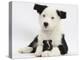 Black and White Border Collie Puppy and Guinea Pig-Mark Taylor-Premier Image Canvas