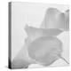 Black and White Calla Study-Anna Miller-Premier Image Canvas