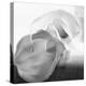 Black and White Calla Study-Anna Miller-Premier Image Canvas