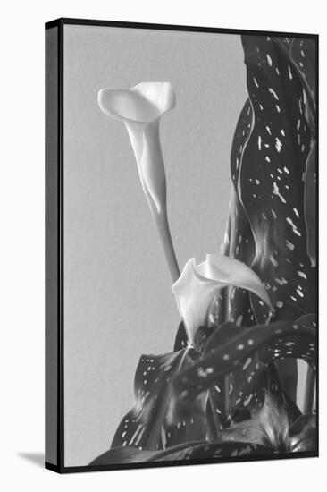 Black and White Calla Study-Anna Miller-Premier Image Canvas