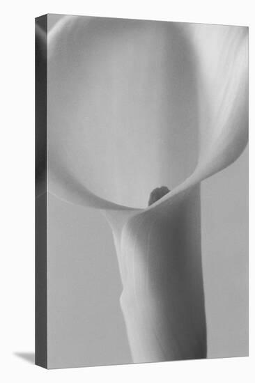 Black and White Calla Study-Anna Miller-Premier Image Canvas