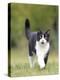 Black and White Cat-null-Premier Image Canvas