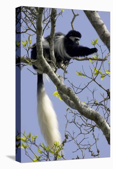 Black-And-White Colobus Monkey (Colobus Guereza) Feeding in Tree, Aberdares Np, Kenya-Suzi Eszterhas-Premier Image Canvas