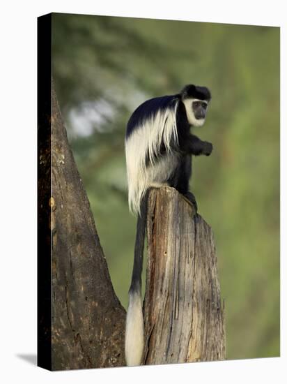 Black-And-White Colobus Monkey (Colobus Guereza), Lake Naivasha, Kenya, East Africa, Africa-James Hager-Premier Image Canvas