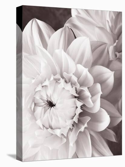 Black and White Dahlias I-Christine Zalewski-Stretched Canvas